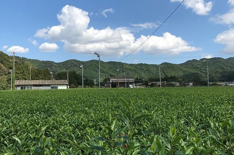 画像3: 伊勢深蒸し茶（グリーン袋）ISE CHA Deep steamed green tea (Green Pakage)