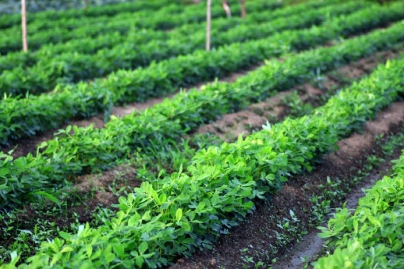 画像3: 千葉半立品種　素煎ピー（千葉・八街産）　Chiba Handachi Frying peanuts　140ｇ