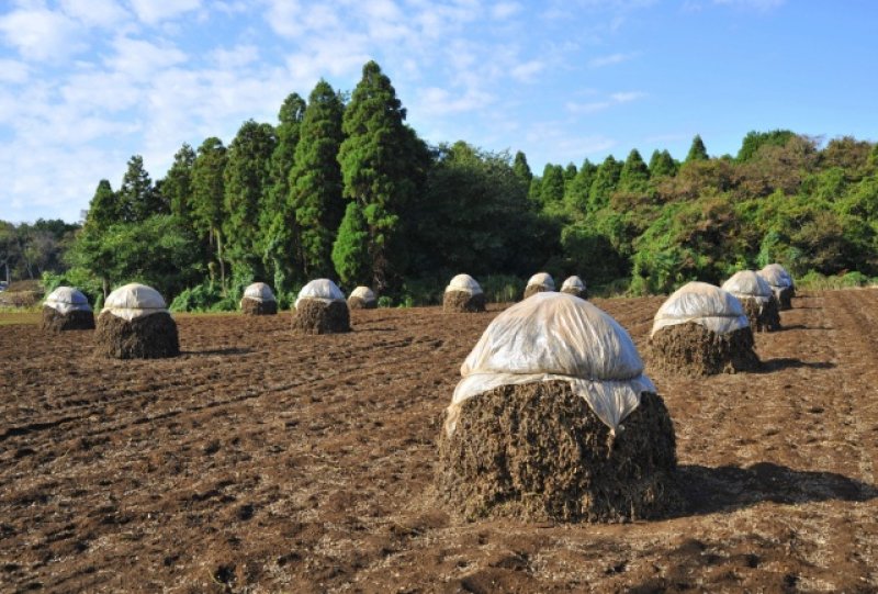 画像3: 千葉半立品種 バターピー　Chiba Handachi  Butter peanuts　140ｇ