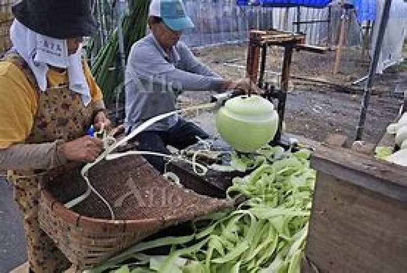 画像1: 干瓢（かんぴょう）栃木県産     Bottle gourd fruit (Kanpyo) from Tochigi.
