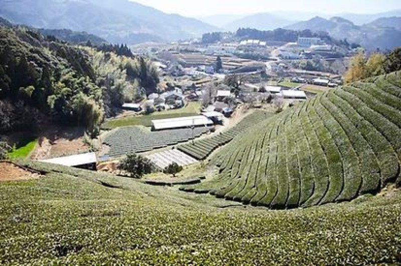 画像2: 山あい育ちの逸品 川根茶 ”Kawane tea, The masterpiece grown in the mountains”
