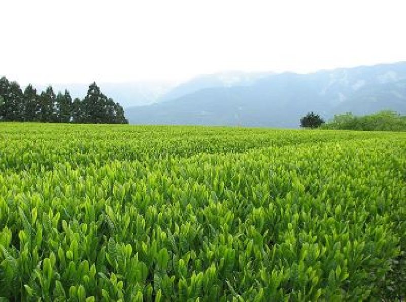 画像2: 山あいの銘茶 天竜の茶 "Tenryu tea" (Famous mountain tea)