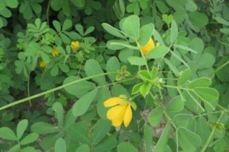 画像1: 焙じ　はぶ茶　（煮出し） Roasted Habucha (boiled)