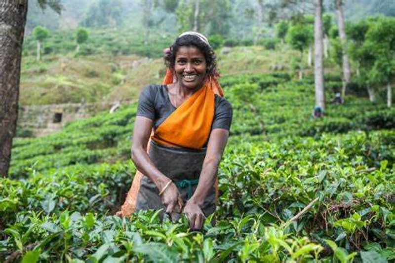 画像2: アールグレイ 100g "Earl Grey 100g"