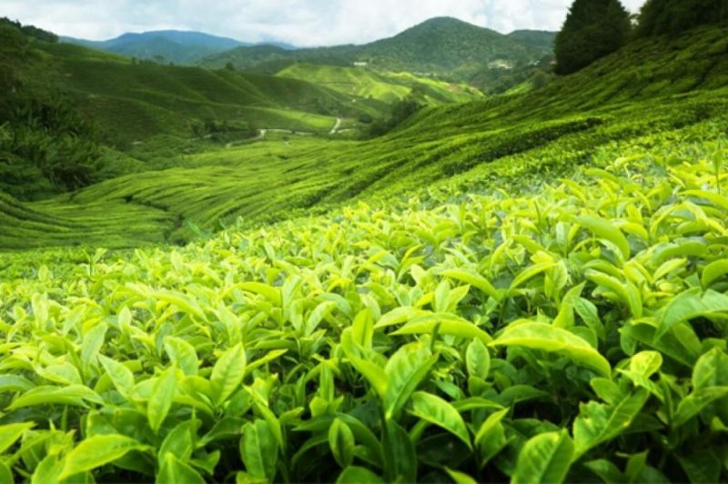 画像1: セイロンティー 100g "Ceylon tea 100g"