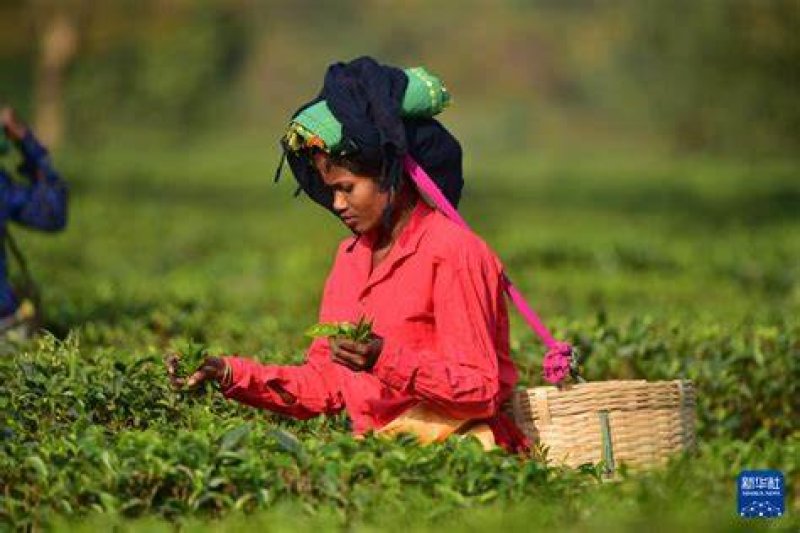 画像2: アッサム　最高級品　100ｇ "Assam Premium Quality 100g"