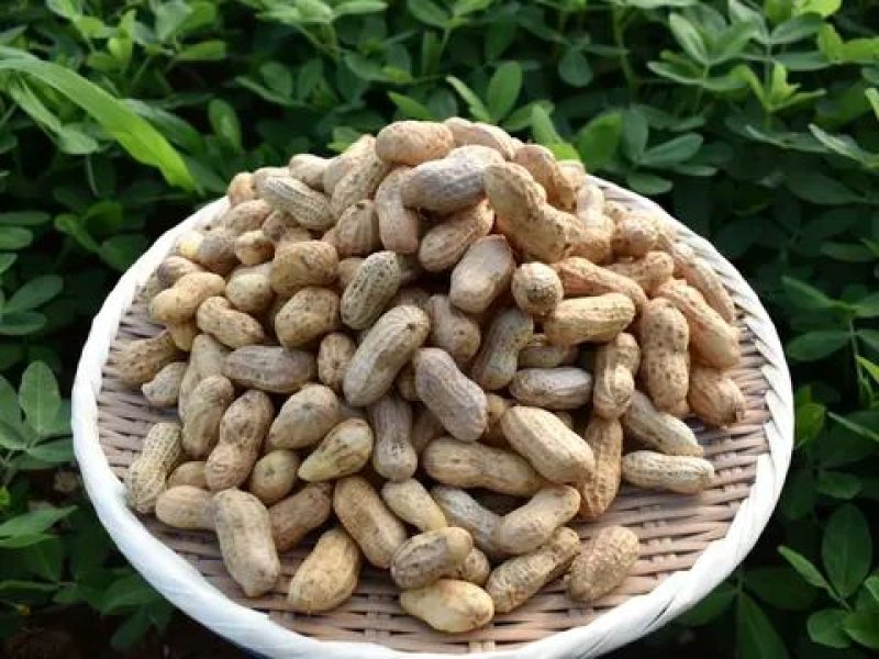 画像2: 新豆　千葉半立品種　130ｇ (千葉・八街産）　Chiba handachi peanuts 130g（Yachimata.Chiba made)