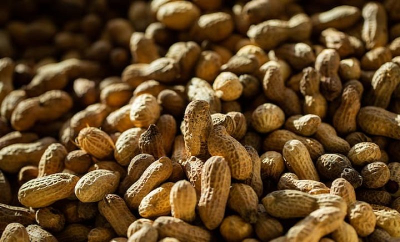 画像1: 新豆　千葉半立品種　130ｇ (千葉・八街産）　Chiba handachi peanuts 130g（Yachimata.Chiba made)