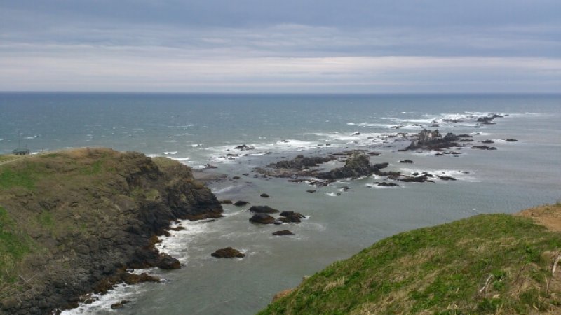 画像1: 日高昆布 "Hidaka Konbu" (Hidaka Kelp)