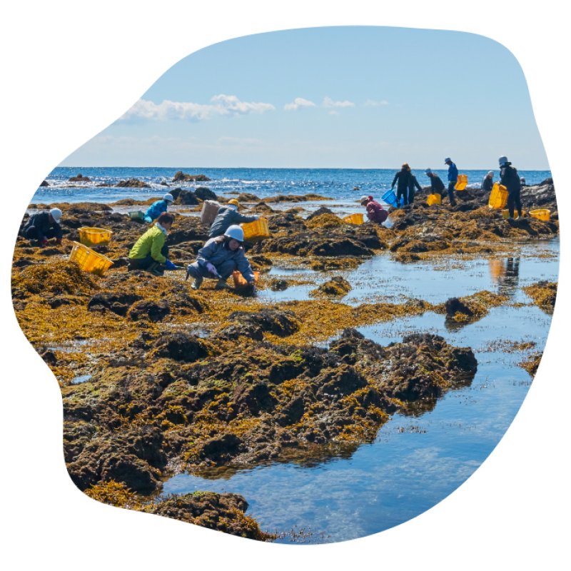 画像2: 房州名産　乾燥ひじき  Specialty of Boso  "Dried Hijiki "