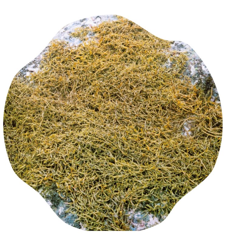 画像1: 房州名産　乾燥ひじき  Specialty of Boso  "Dried Hijiki "