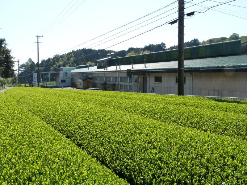 画像2: 静岡県産 深蒸し茶「宝舟」【TAKARAFUNE】Shizuoka made deep steamed tea.
