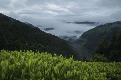画像2: 厳選 川根茶【KAWANE】Navy blue line Shizuoka KAWANE SPECIAL made deep steamed tea.