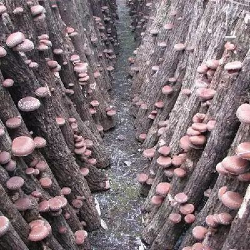 画像3: どんこ椎茸（原木栽培）（国内産乾椎茸）Donko Shiitake Mushrooms (Log-grown) (Domestically Grown Dried Shiitake Mushrooms)