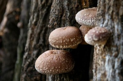 画像3: 特選肉厚椎茸（原木栽培）（化粧箱入） Specially selected thick dried shiitake mushrooms (gift boxed) 210g