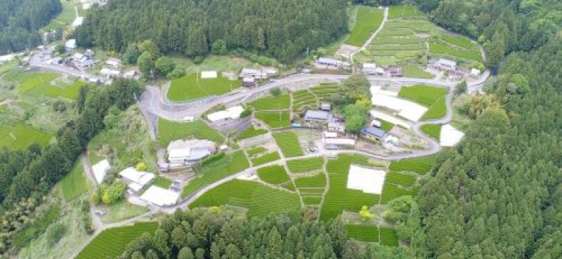 画像3: 遠州森の茶「つゆひかり」 "Tsuyuhikari made by Ensyu Mori no cya"