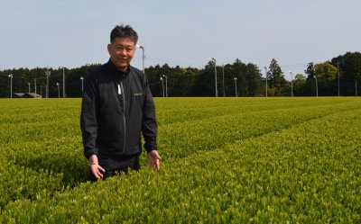 画像2: 牧之原茶「つゆひかり」 "Tsuyuhikari  made by Makinohara"（Yallow line pakage)