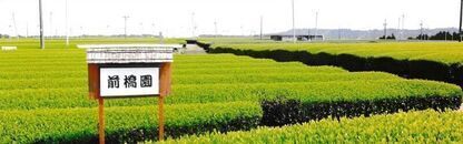 平成27年度の静岡新茶始めました。